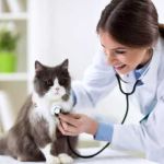 Pawsitive Vet Profile Picture