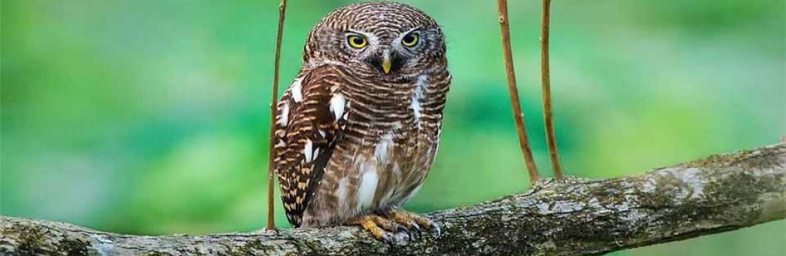 Corbett Tiger Reserve Cover Image