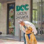 DCC Animal Hospital Profile Picture