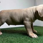 xl bully   for sale Profile Picture