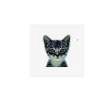 We Love Cats and Kittens Profile Picture