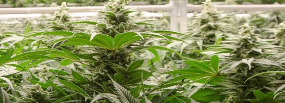 BudExpressNOW Cover Image