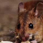 ratsremoval melbourne Profile Picture